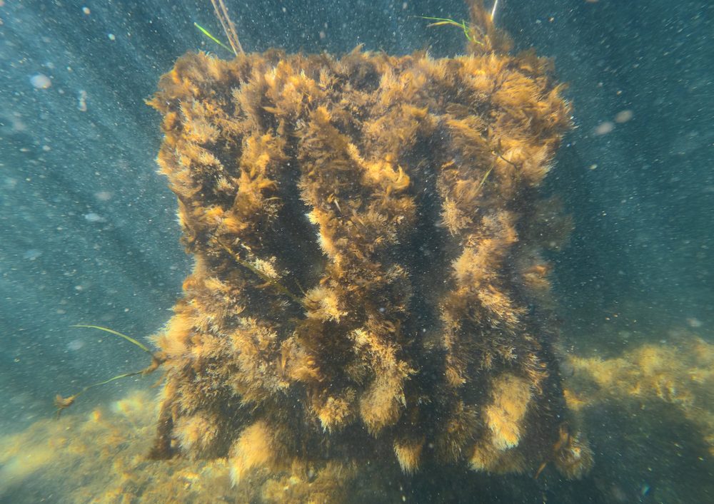 Bewachsenes Riffmodul unter Wasser